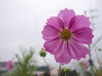 Cosmos is wet in the rain 이미지 (492779872) - 게티이미지뱅크 Cosmos is wet in the rain