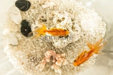 Gold fish in aquarium top angle 이미지 (536093903) - 게티이미지뱅크 Gold fish in aquarium top angle