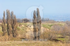 spring elm 이미지 (502643490) - 게티이미지뱅크 spring elm