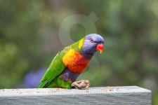 Rainbow Lorikeet 이미지 (466058674) - 게티이미지뱅크 Rainbow Lorikeet