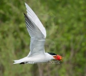 Caspian Tern is taking fish away 이미지 (489638482) - 게티이미지뱅크 Caspian Tern is taking fish away