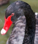 Black Swan Swimming in Adelaide South Australia AUS 이미지 (471550010) - 게티이미지뱅크 Black Swan Swimming in Adelaide South... 