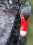 Black Swan Swimming in Adelaide South Australia AUS 이미지 (471550012) - 게티이미지뱅크 Black Swan Swimming in Adelaide South... 
