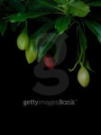 Cerbera oddloam fruit 이미지 (498379820) - 게티이미지뱅크 Cerbera oddloam fruit