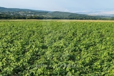 Field beans 이미지 (502180448) - 게티이미지뱅크 Field beans