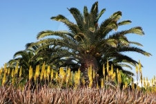 Aloe Vera Farm 이미지 (470998866) - 게티이미지뱅크 Aloe Vera Farm