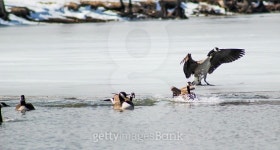 Geese Landing on Park Lake 이미지 (466945008) - 게티이미지뱅크 Geese Landing on Park Lake