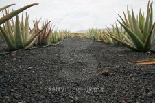 Aloe Vera Farm 이미지 (470985000) - 게티이미지뱅크 Aloe Vera Farm