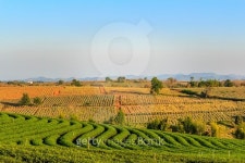 Choui Fong Tea farm 이미지 (533626177) - 게티이미지뱅크 Choui Fong Tea farm