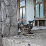 Stray cat in abandon house 이미지 (485080688) - 게티이미지뱅크 Stray cat in abandon house