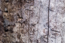 wood texture background 이미지 (491975040) - 게티이미지뱅크 wood texture background