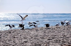 Seagulls 이미지 (474558352) - 게티이미지뱅크 Seagulls