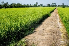 paddy field 이미지 (465965762) - 게티이미지뱅크 paddy field