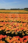 Yellow and orange tulips 이미지 (480239970) - 게티이미지뱅크 Yellow and orange tulips