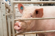 Pig on a farm 이미지 (480179458) - 게티이미지뱅크 Pig on a farm