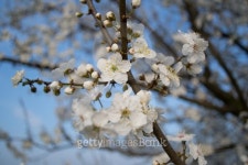 Mirabelle flowers 이미지 (480129576) - 게티이미지뱅크 Mirabelle flowers