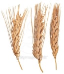 Ears of wheat. Macro 이미지 (501535104) - 게티이미지뱅크 Ears of wheat. Macro