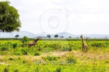 Two giraffes in the grass 이미지 (464726266) - 게티이미지뱅크 Two giraffes in the grass