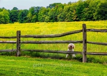 tibetan terrier farm 이미지 (485803586) - 게티이미지뱅크 tibetan terrier farm