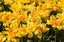 Yellow tulips 이미지 (498344148) - 게티이미지뱅크 Yellow tulips