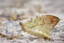 Butterfly on Flower 이미지 (488662962) - 게티이미지뱅크 Butterfly on Flower