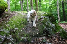 startled dog 이미지 (484022842) - 게티이미지뱅크 startled dog