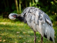 gray heron 이미지 (501642838) - 게티이미지뱅크 gray heron
