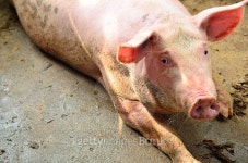 single pig at an farm 이미지 (499089258) - 게티이미지뱅크 single pig at an farm
