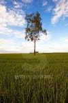 tree in the field 이미지 (476876394) - 게티이미지뱅크 tree in the field