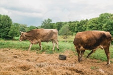 Two large cows on farm 이미지 (496360818) - 게티이미지뱅크 Two large cows on farm