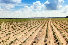 potato field . furrow 이미지 (493839214) - 게티이미지뱅크 potato field . furrow