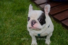 Bulldog 이미지 (493653702) - 게티이미지뱅크 Bulldog