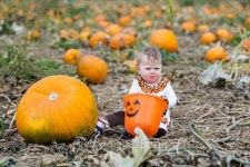 Pumpkin patch 이미지 (473569064) - 게티이미지뱅크 Pumpkin patch