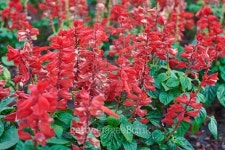 Beautiful sage red flowers 이미지 (489308232) - 게티이미지뱅크 Beautiful sage red flowers
