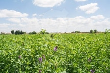 Medicago sativa in bloom (Alfalfa) 이미지 (476735636) - 게티이미지뱅크 Medicago sativa in bloom (Alfalfa)