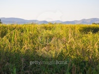 Beautifful rice fields with mountain background 이미지 (500804682) - 게티이미지뱅크 Beautifful rice fields with mountain... 