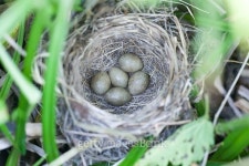 The nest of the Sedge Warbler in nature.. 이미지 (465612224) - 게티이미지뱅크 The nest of the Sedge Warbler in nature..