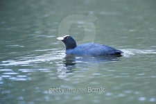 Common Coot (Fulica atra). 이미지 (464598014) - 게티이미지뱅크 Common Coot (Fulica atra).