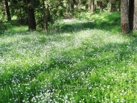 spring forest and field of flowers 이미지 (473355712) - 게티이미지뱅크 spring forest and field of flowers