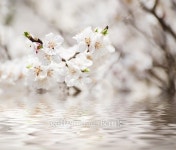 Apricot tree flower 이미지 (501296068) - 게티이미지뱅크 Apricot tree flower