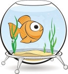 gold fish in aquarium 이미지 (474602784) - 게티이미지뱅크 gold fish in aquarium
