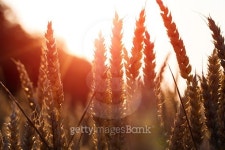 backdrop of ripening ears of yellow wheat field 이미지 (482837116) - 게티이미지뱅크 backdrop of ripening ears of yellow wheat... 