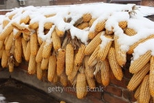 Snow covered corns hanging on the roof in the countryside 이미지 (479590662) - 게티이미지뱅크 Snow covered corns hanging on... 
