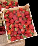 Strawberries in a box 이미지 (466893092) - 게티이미지뱅크 Strawberries in a box