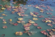 Pond Lilies 이미지 (474702116) - 게티이미지뱅크 Pond Lilies