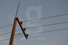 electric pole on sunset 이미지 (480842740) - 게티이미지뱅크 electric pole on sunset