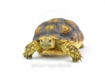 turtle isolated on white background 이미지 (473710834) - 게티이미지뱅크 turtle isolated on white background
