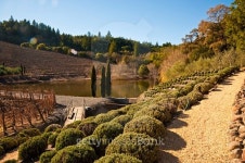 Vineyard 이미지 (533069113) - 게티이미지뱅크 Vineyard