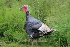 Close up of turkey on traditional rural poultry farm 이미지 (500021704) - 게티이미지뱅크 Close up of turkey on traditional... 