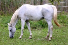 Purebred arabian mare grazing on pasture summertime 이미지 (500018444) - 게티이미지뱅크 Purebred arabian mare grazing on... 